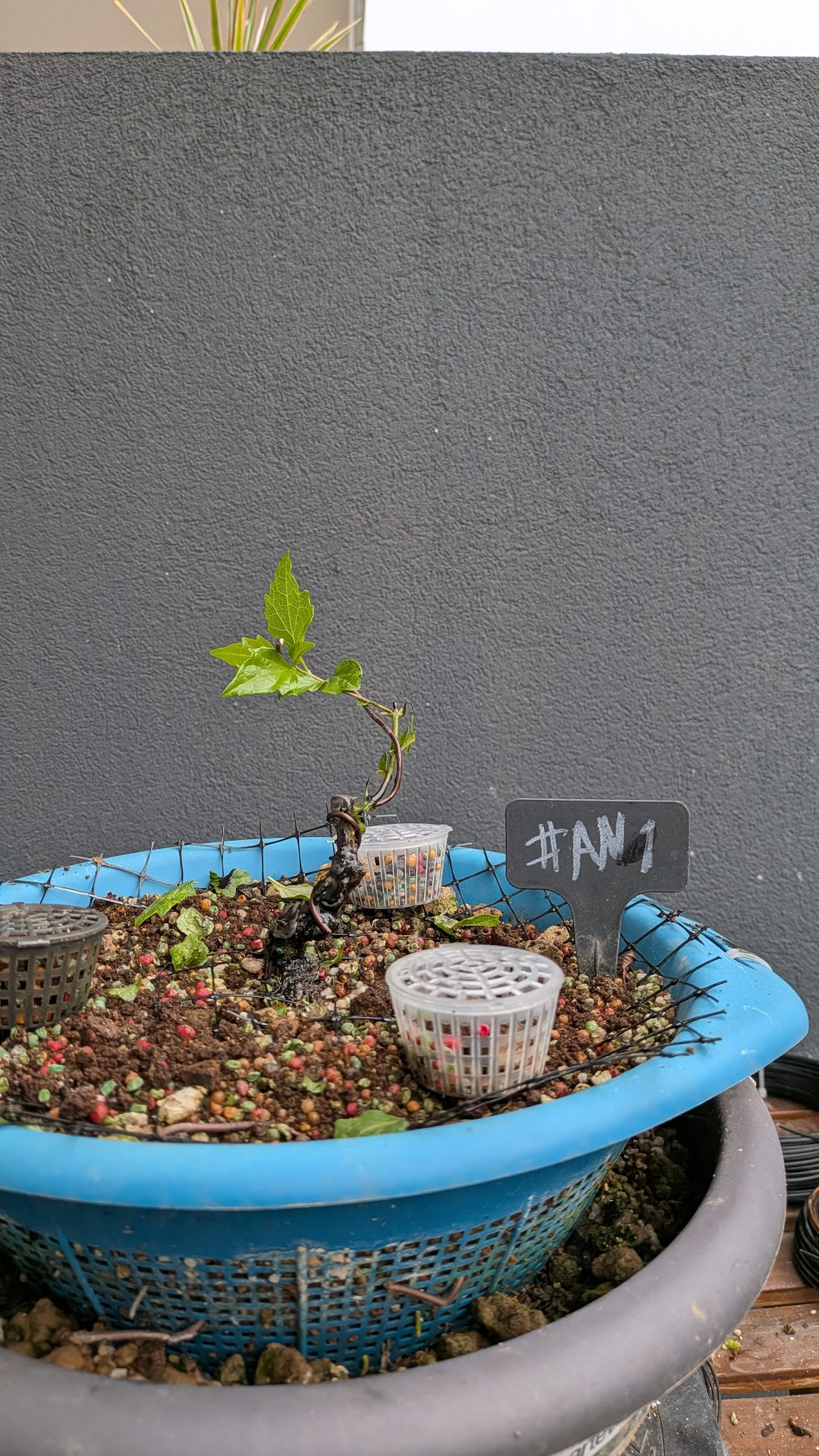 Musk Maple #AN1