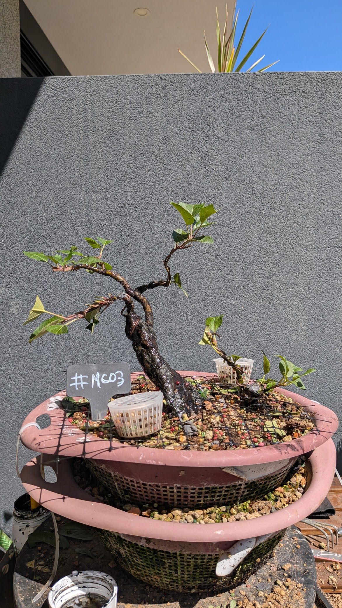 Malus Everest #MC3