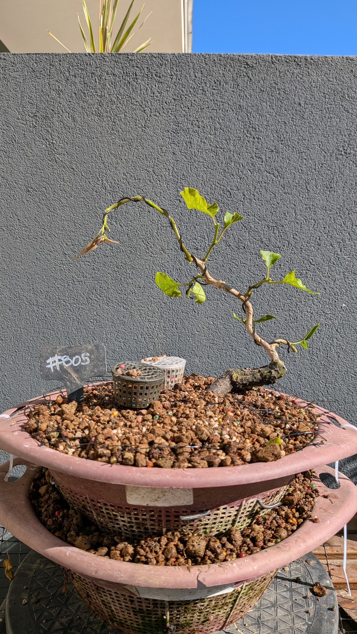 Bougainvillea #B05