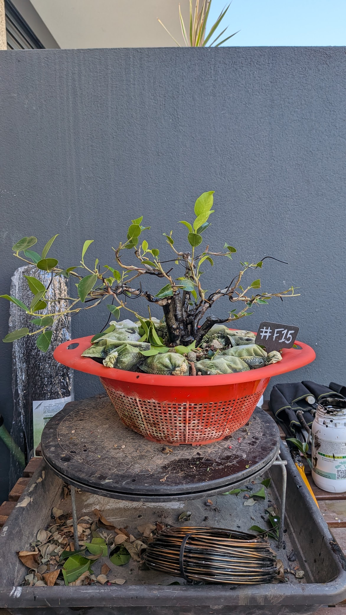 Ficus #F15