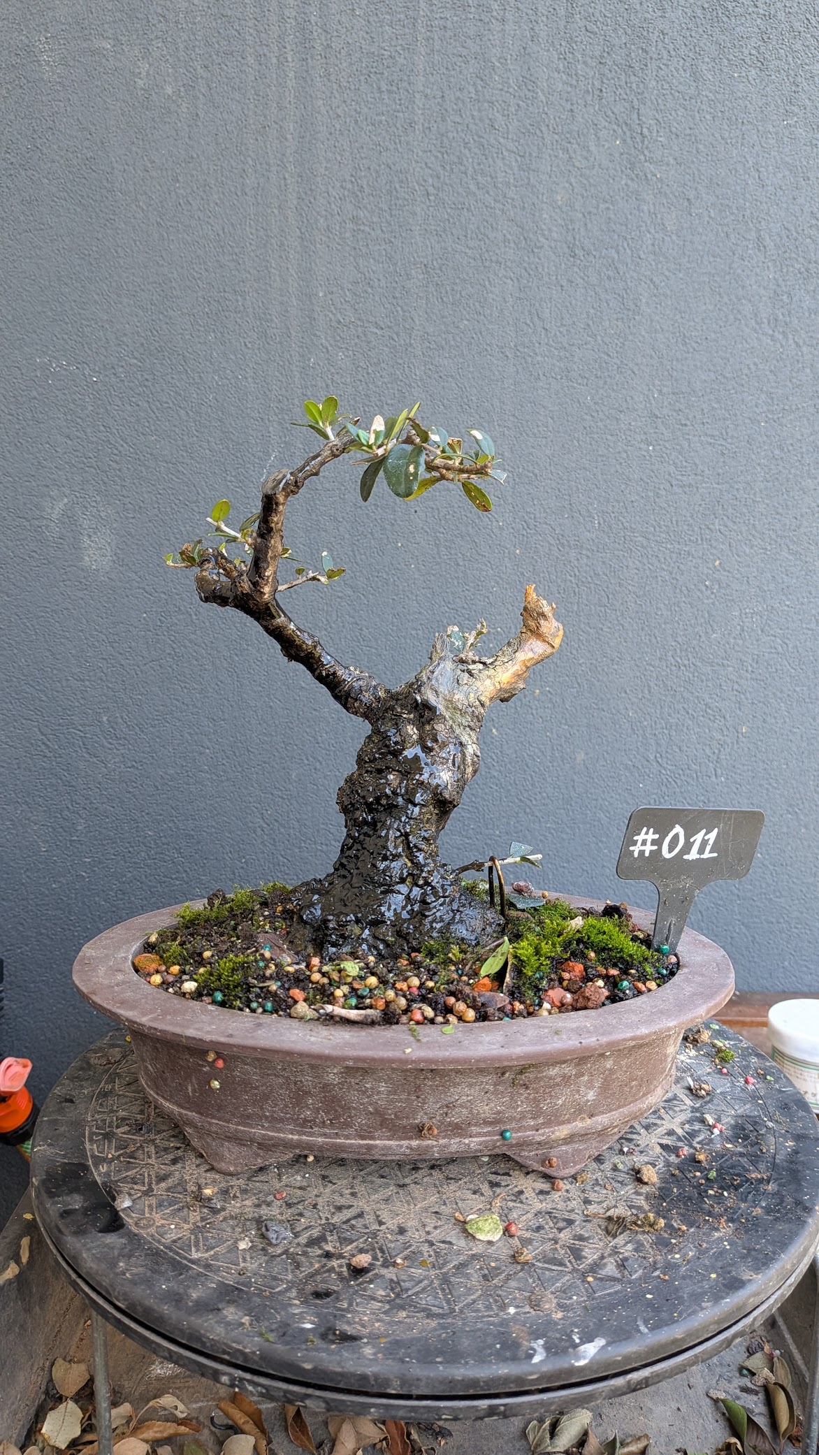 Olive #O011