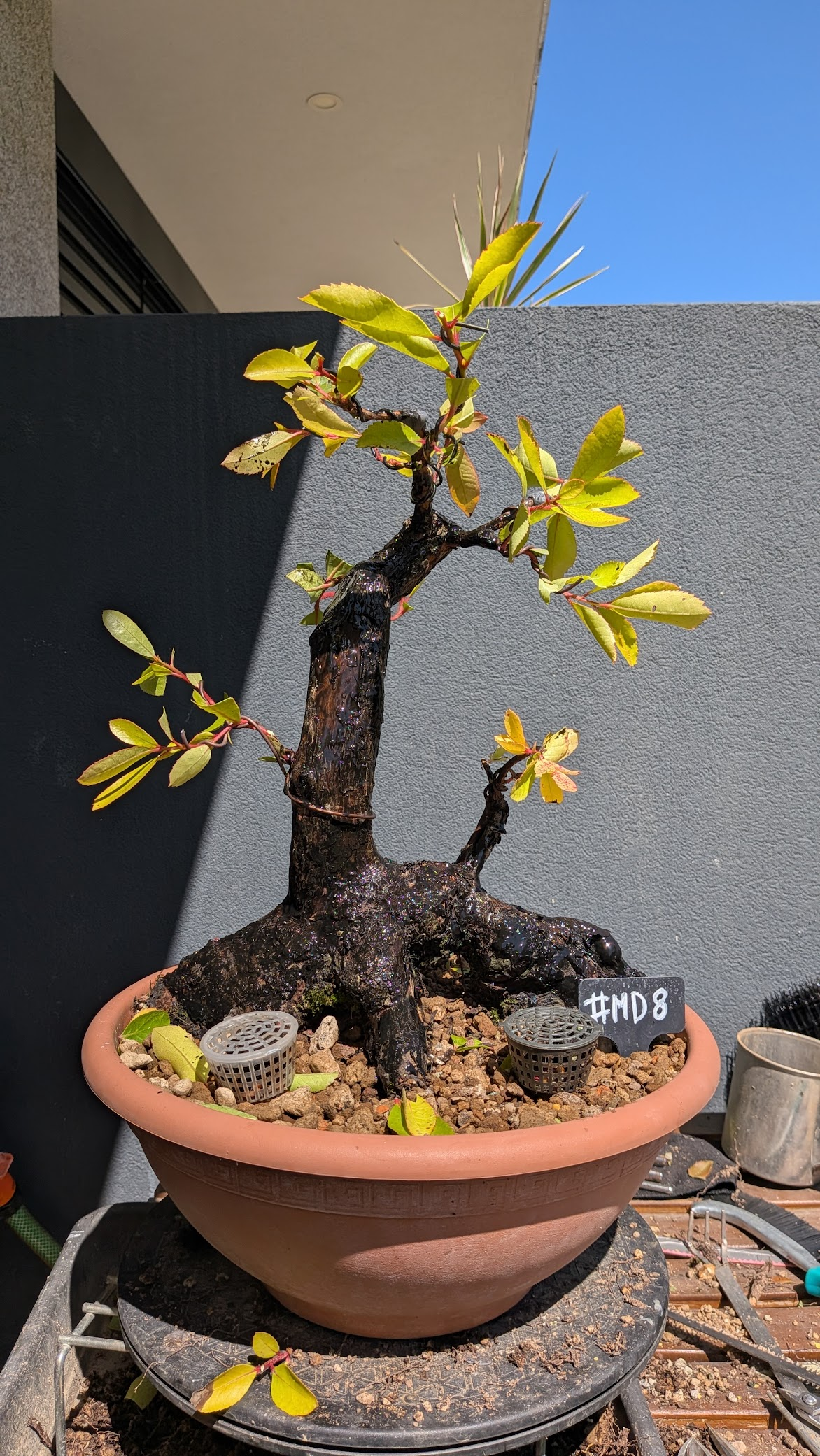 Strawberry Tree #MD8