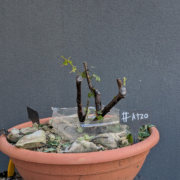 #AT0020 latest image