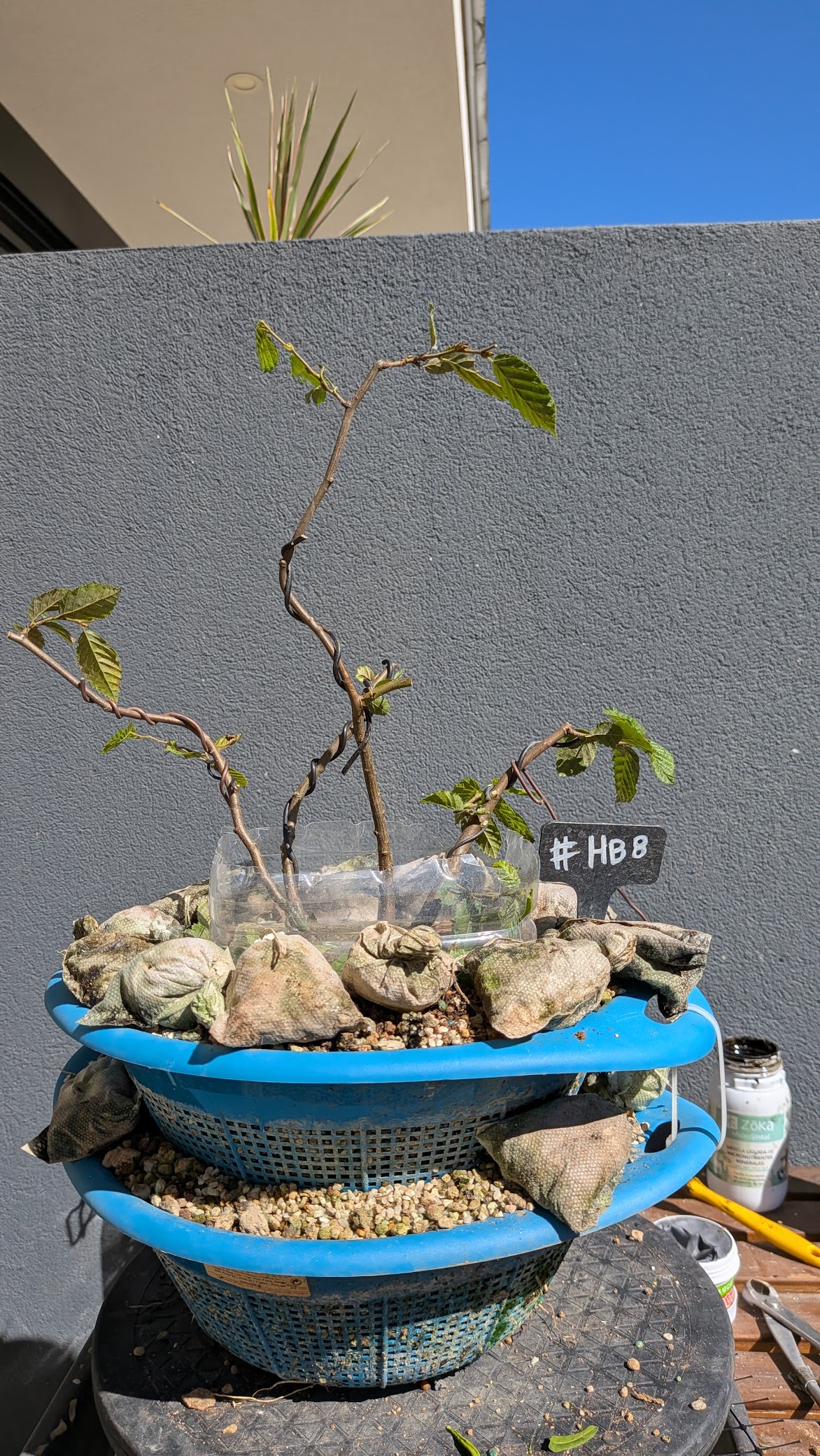 Hornbeam #HB8