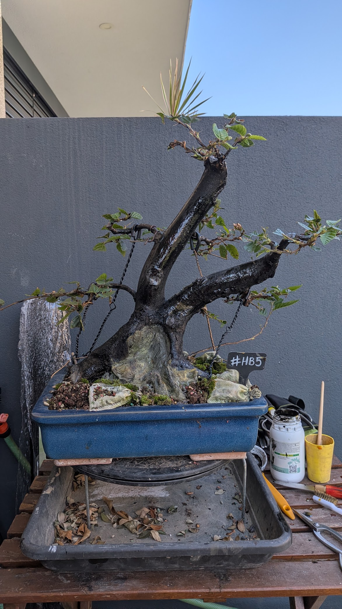 Hornbeam #HB5