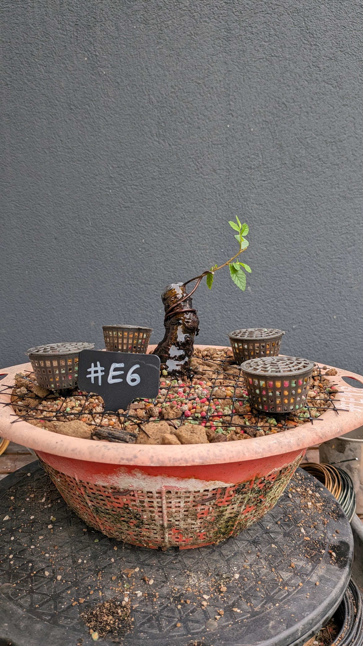 Chinese Elm #E06