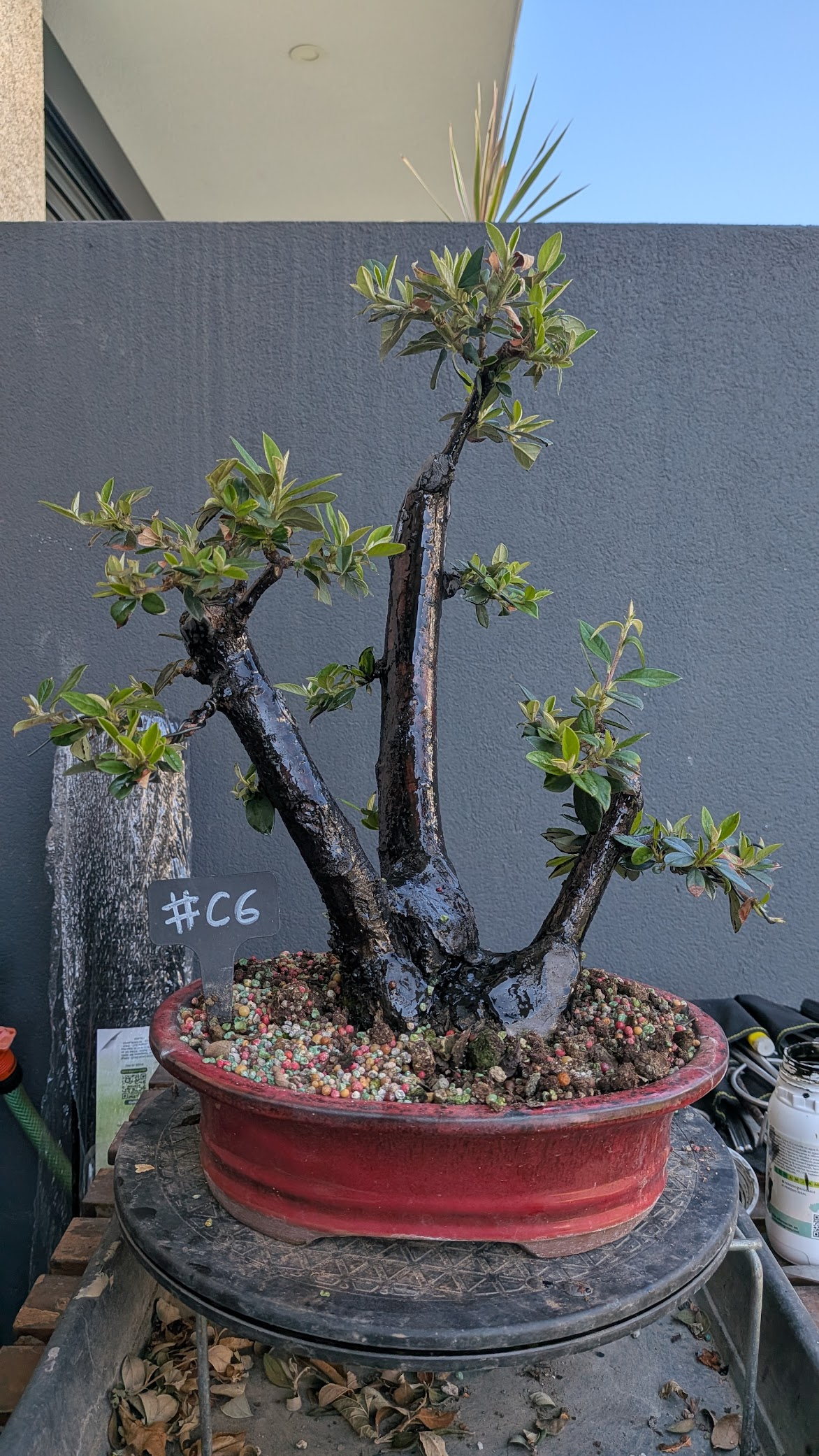 Cotoneaster #C6