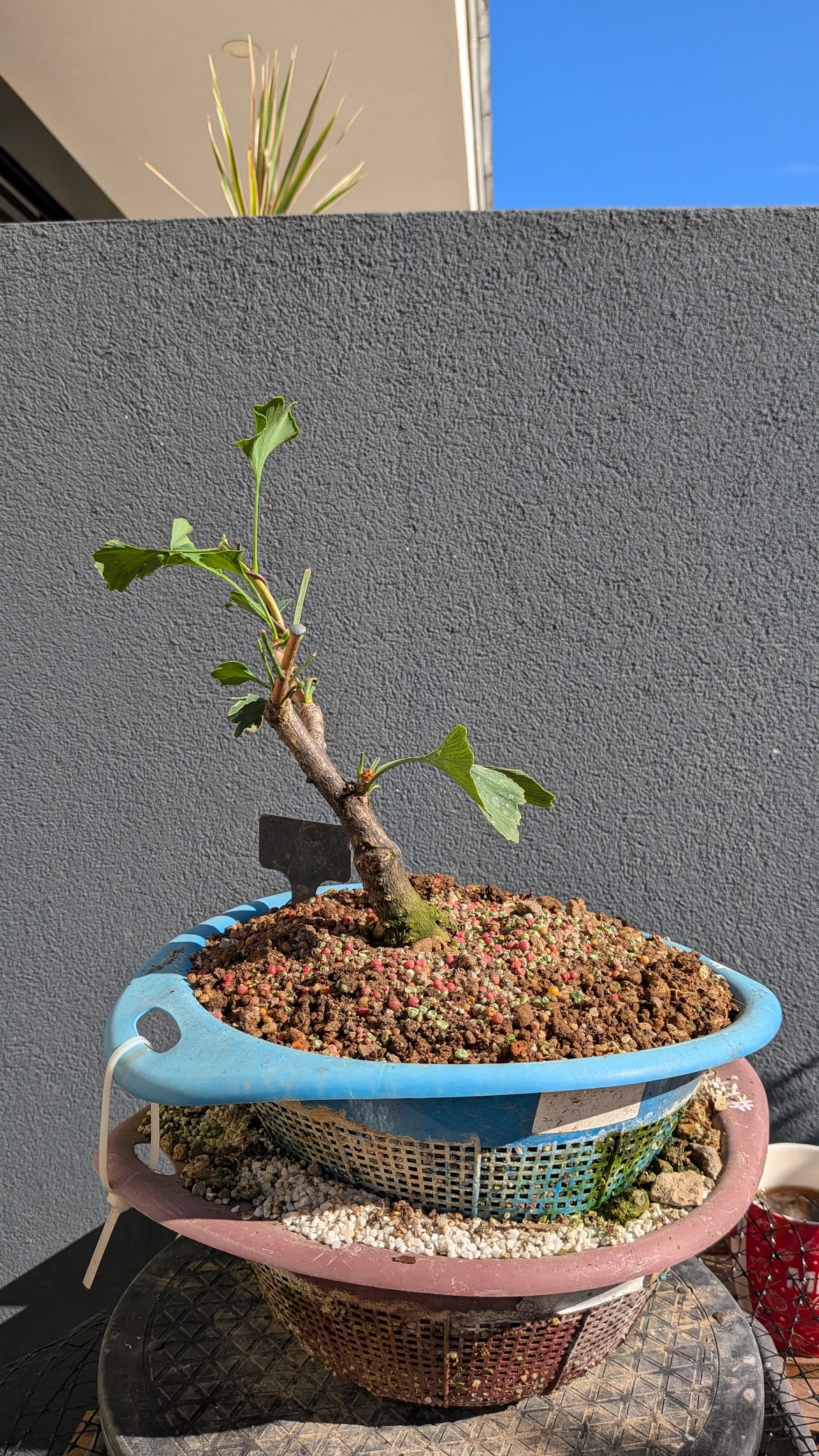 Ginkgo Biloba #GB3