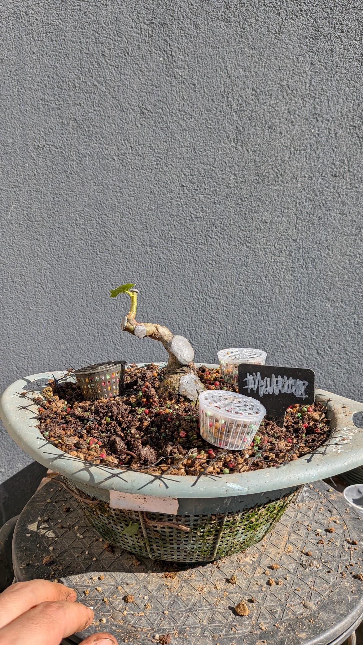 Sweetgum #L4