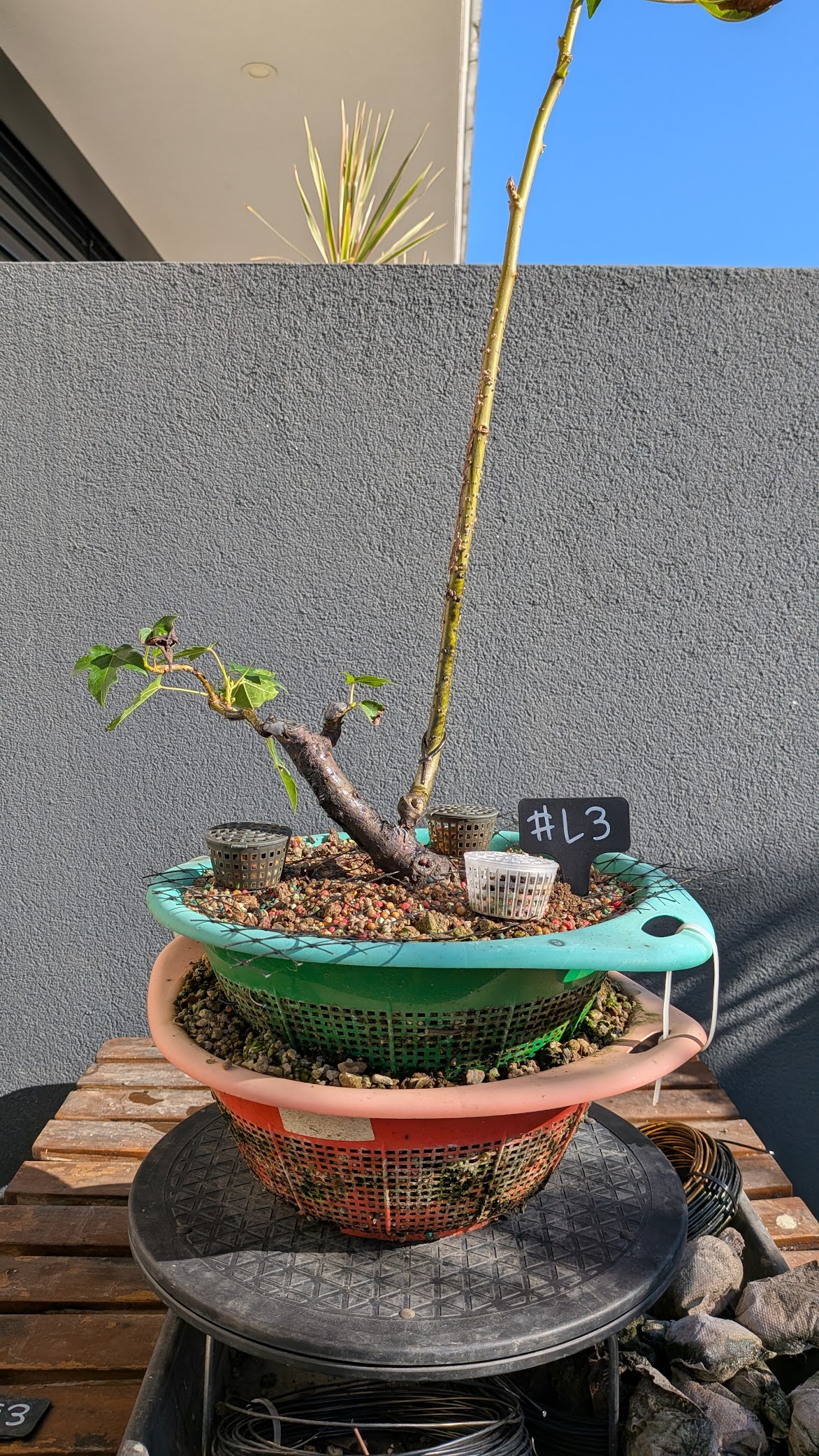 Sweetgum #L03