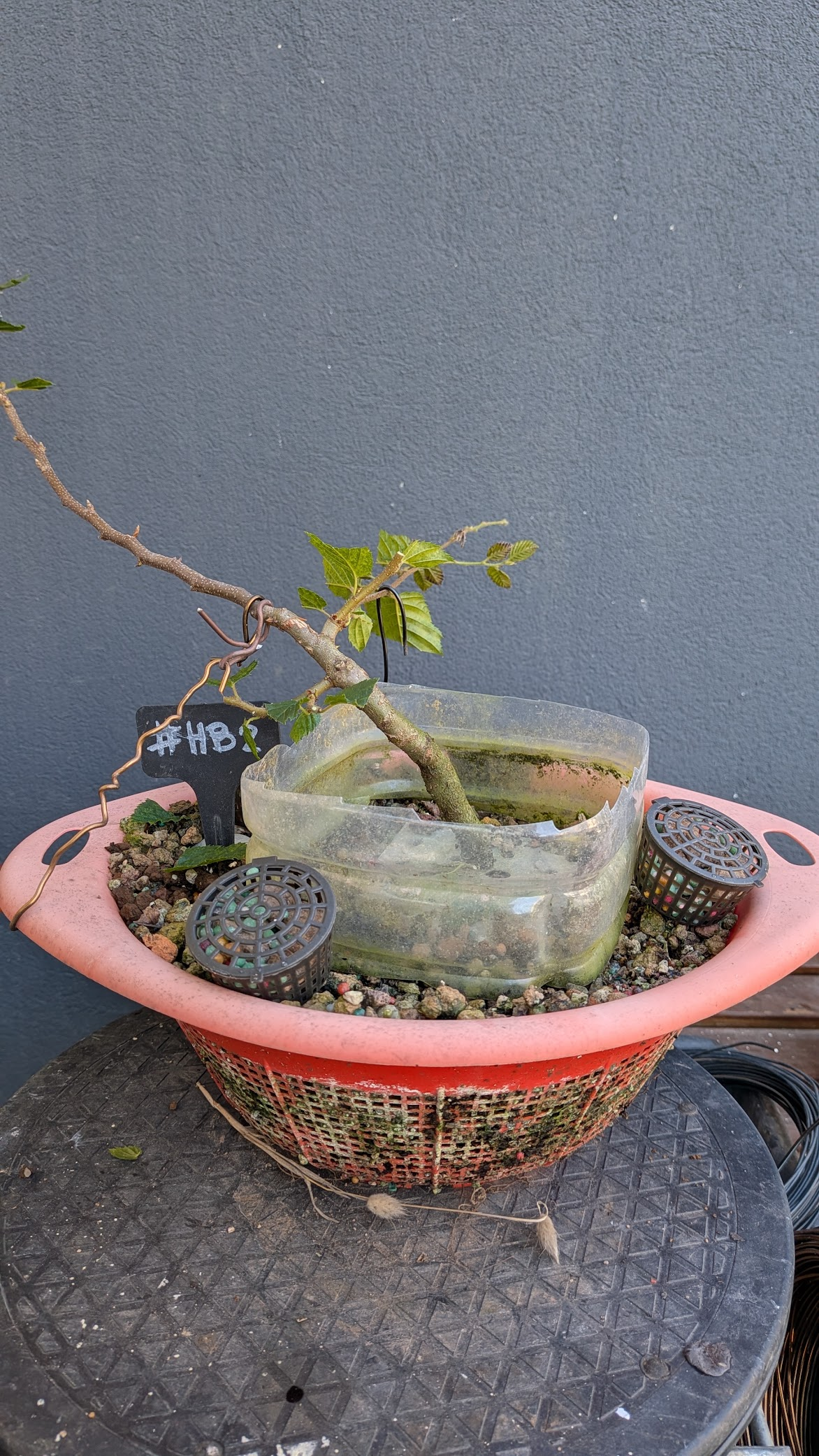 Hornbeam #HB2