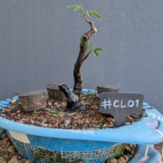 #CL0001 latest image