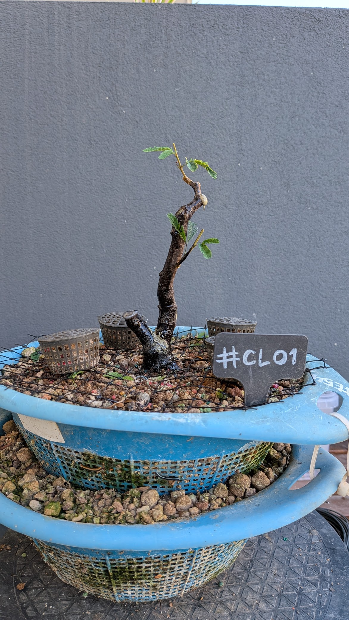 Calliandra #CL1