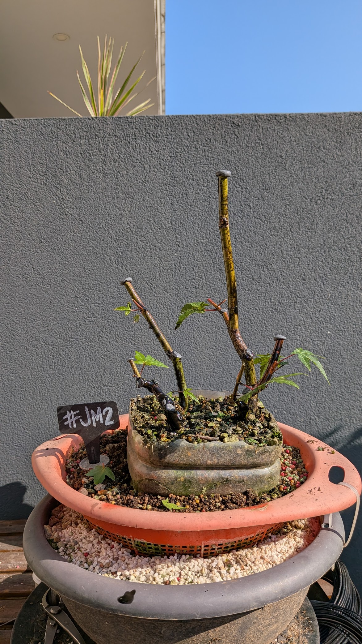 Japanese Maple #JM2