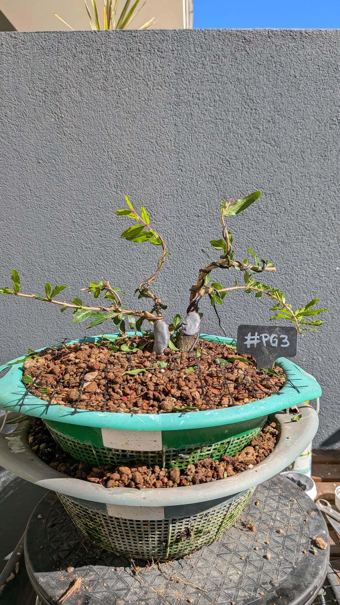 Pomegranate #PG03