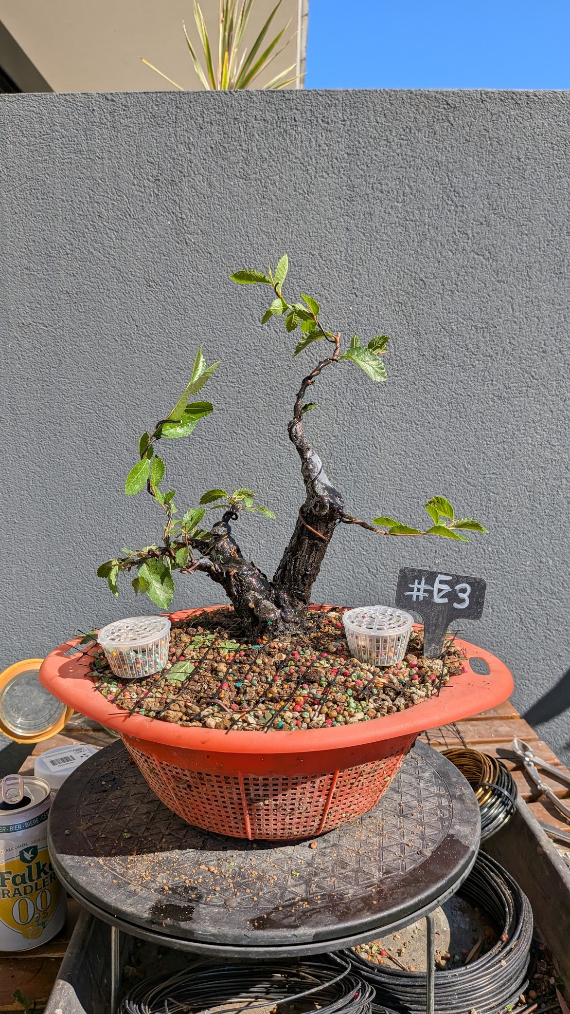 Elm #E3