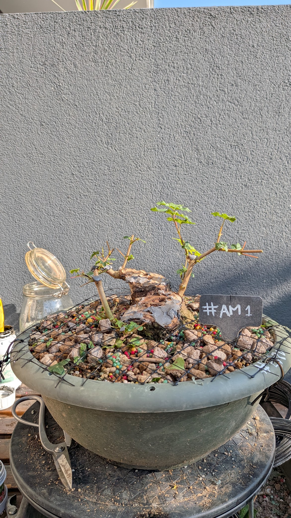 Acer Montpelier #AM01