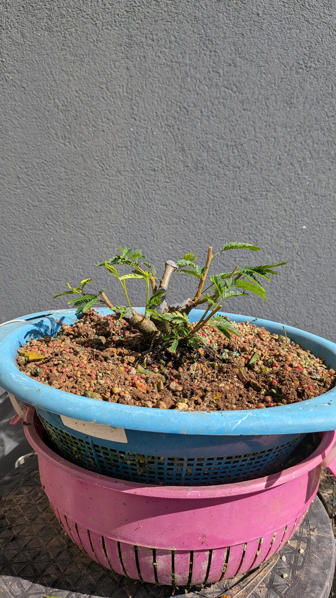 Calliandra #CL2