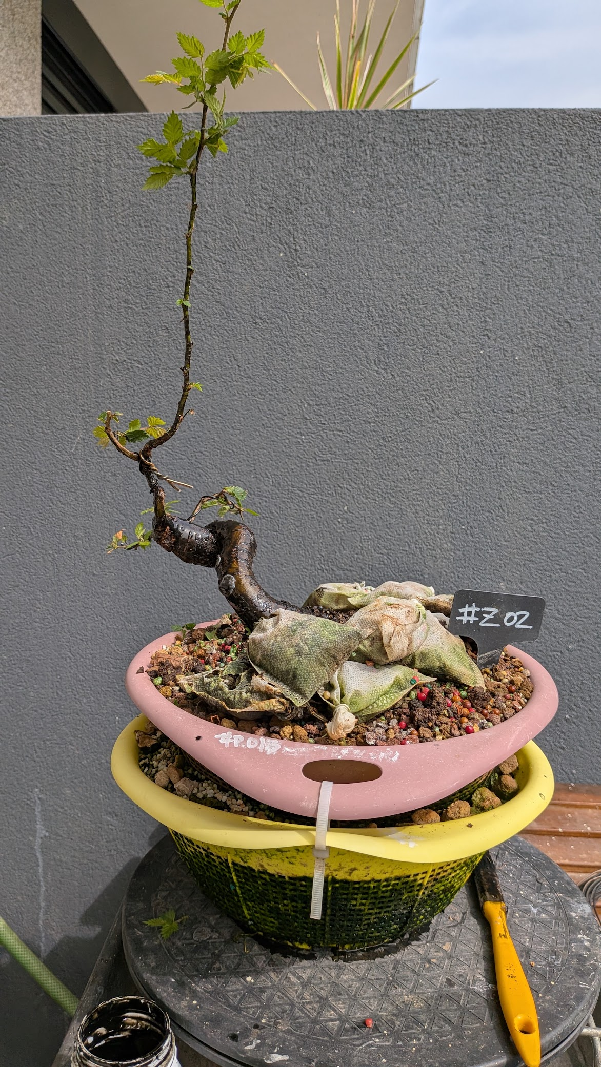 Zelkova Serrata #Z02