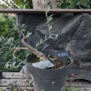 11 Oct 2025