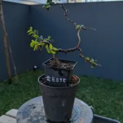 4 Jan 2025