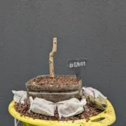 11 Dec 2025