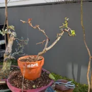17 Jan 2025
