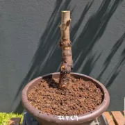 30 Apr 2025