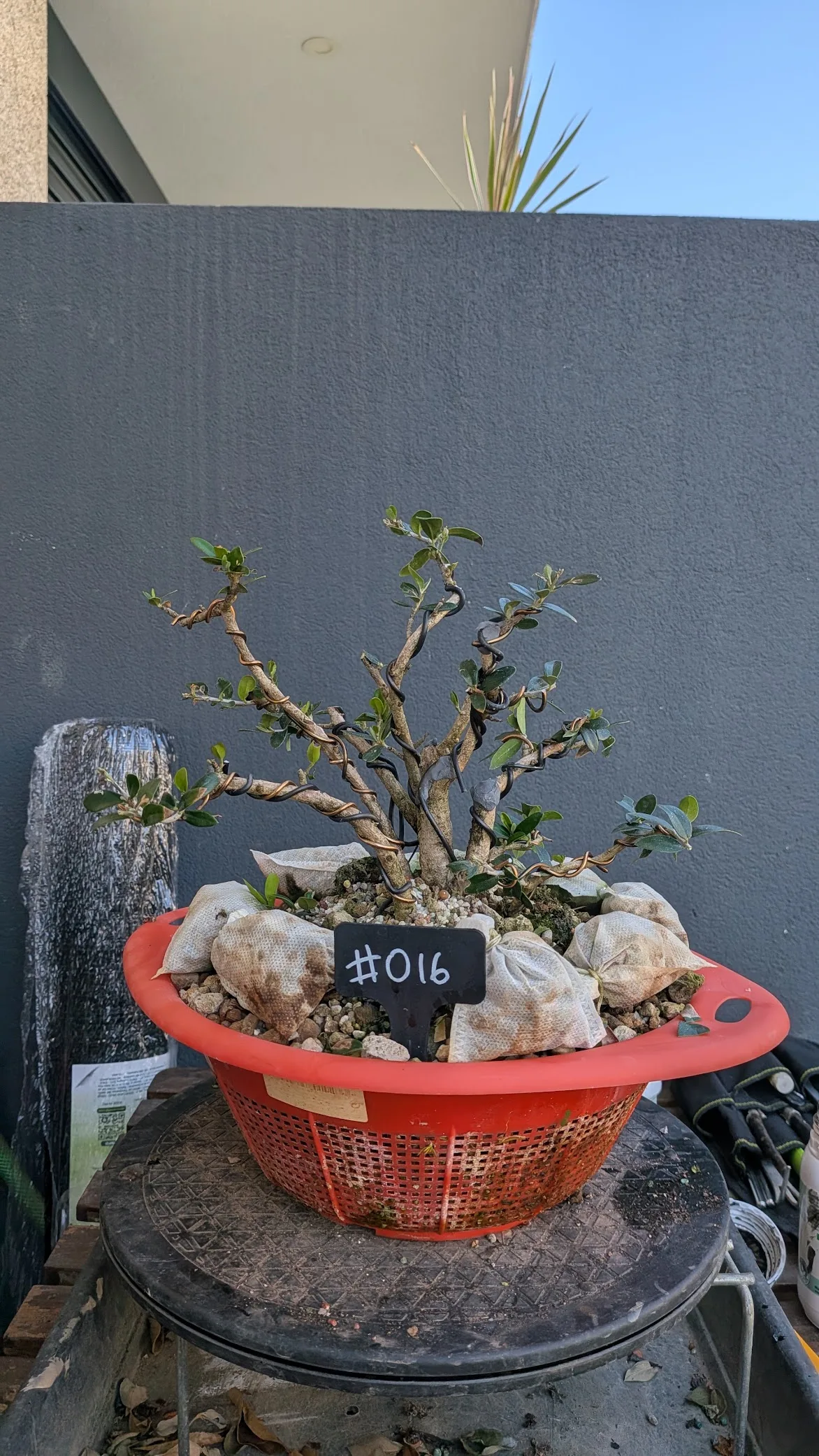 #O16 1 Sep 2026