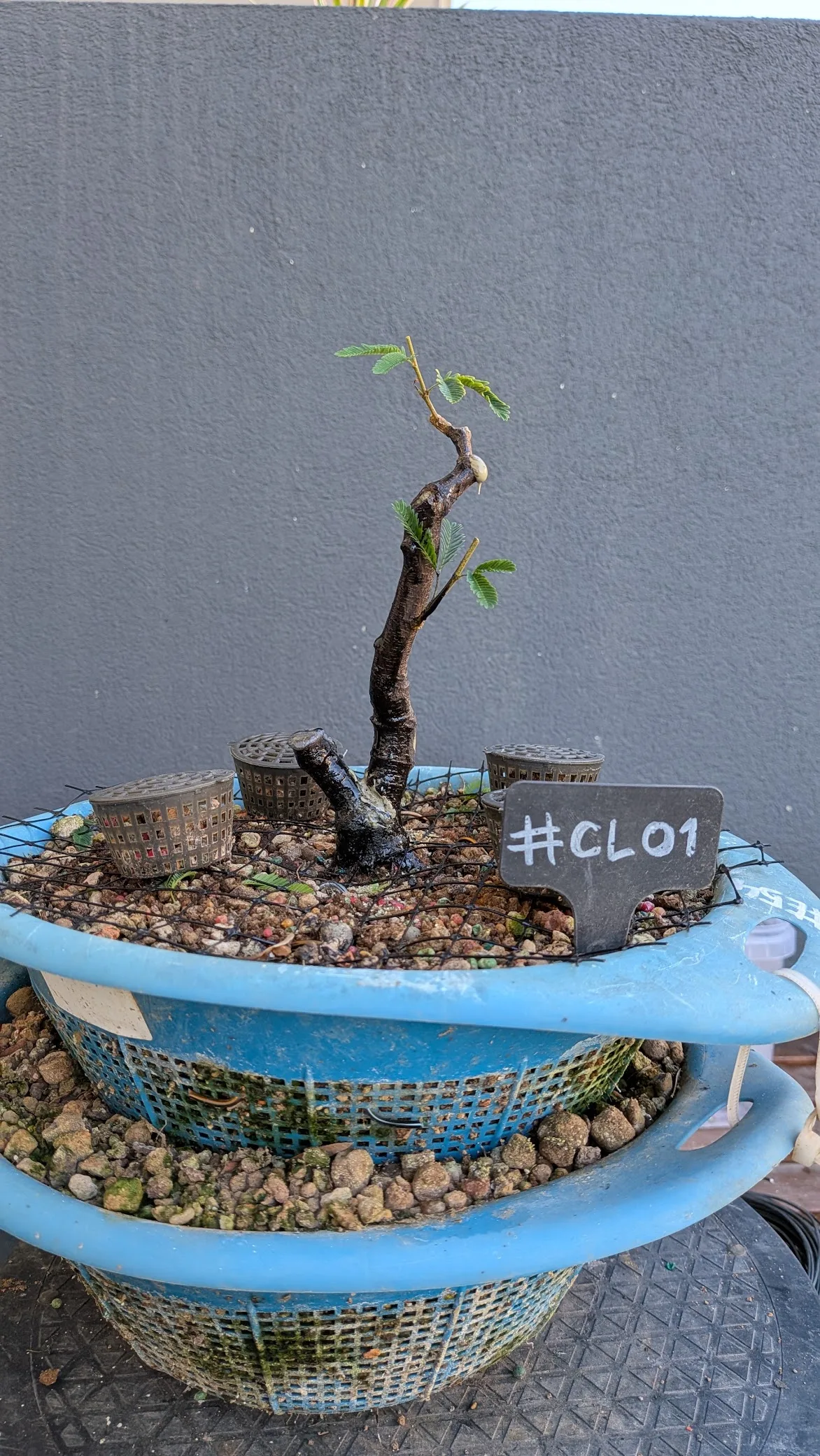 #CL1 8 Sep 2026