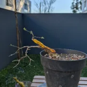 18 Jan 2025