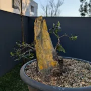 18 Jan 2025